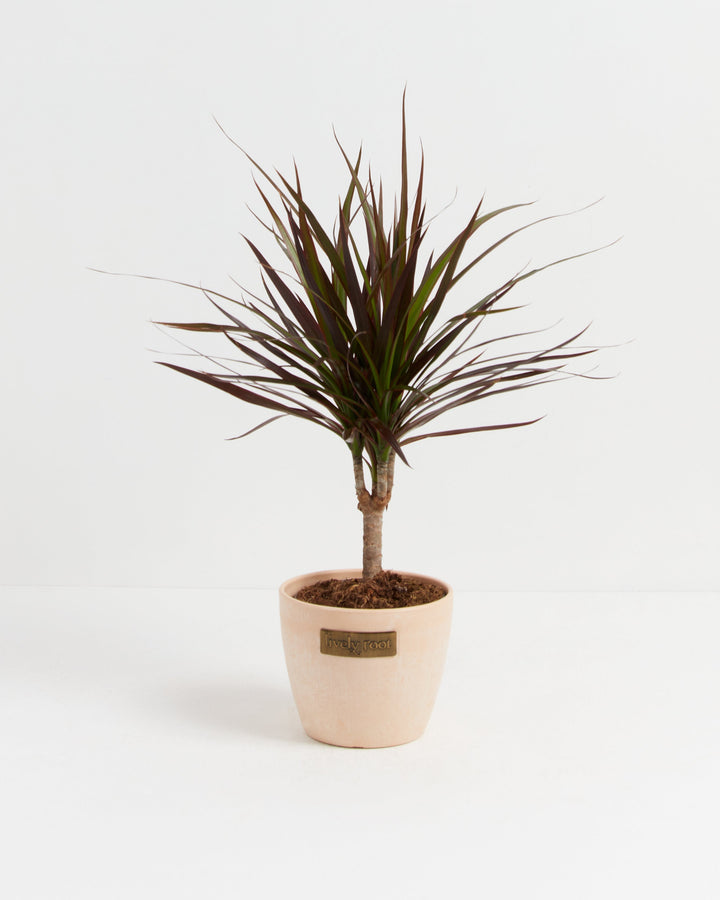 Magenta Cane Dragon Tree (Dracaena)