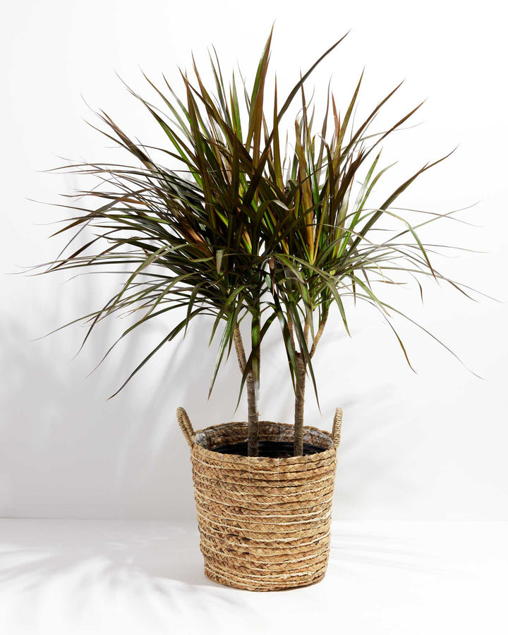 Magenta Cane Dragon Tree (Dracaena)