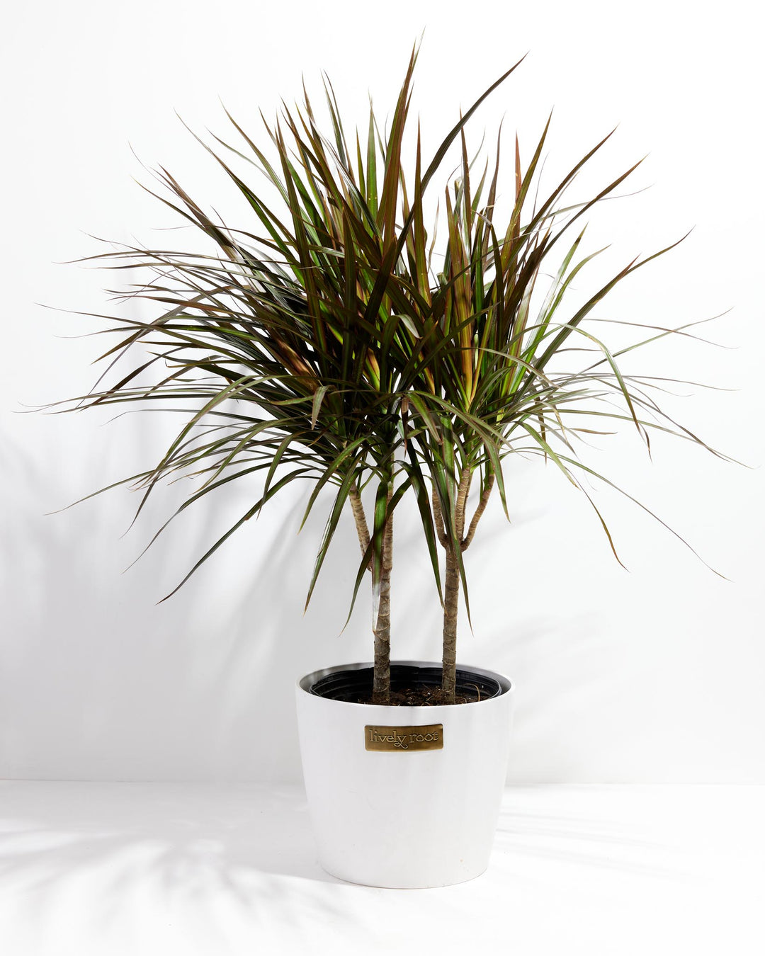 Magenta Cane Dragon Tree (Dracaena)