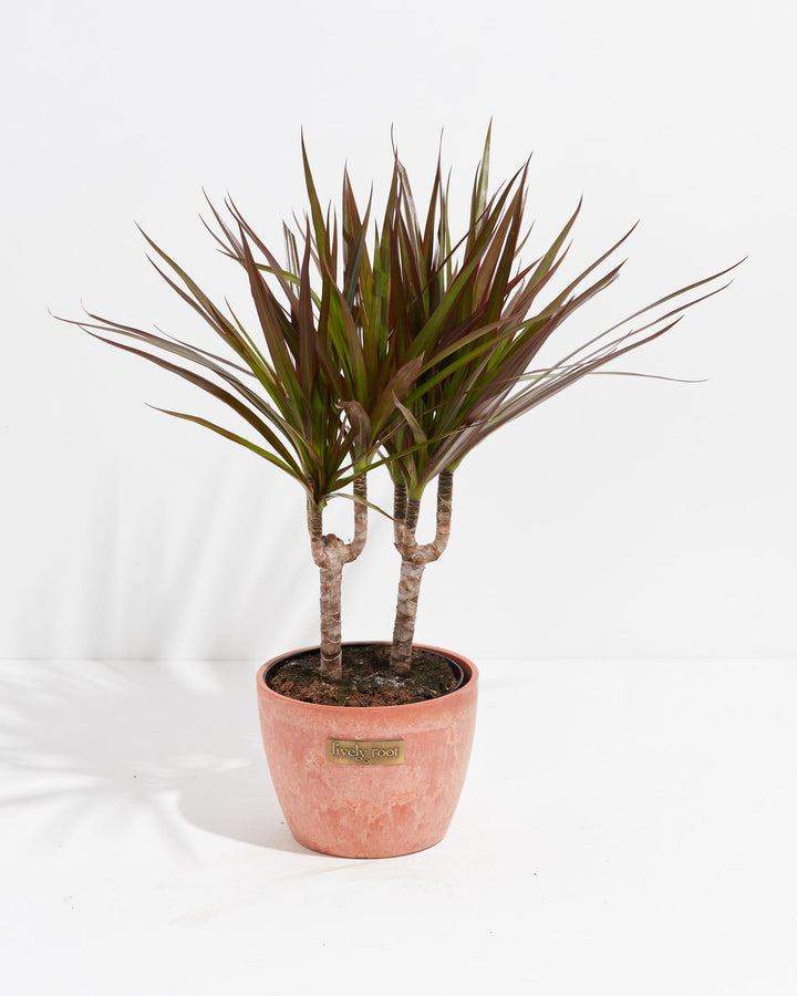 Magenta Cane Dragon Tree (Dracaena)