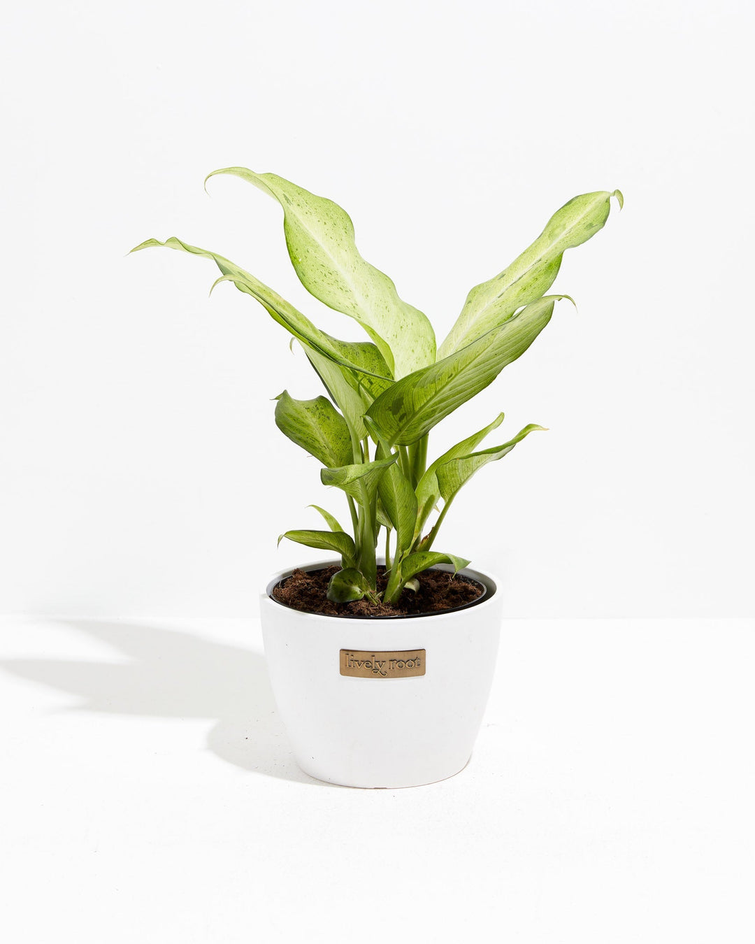 Dieffenbachia Camouflage