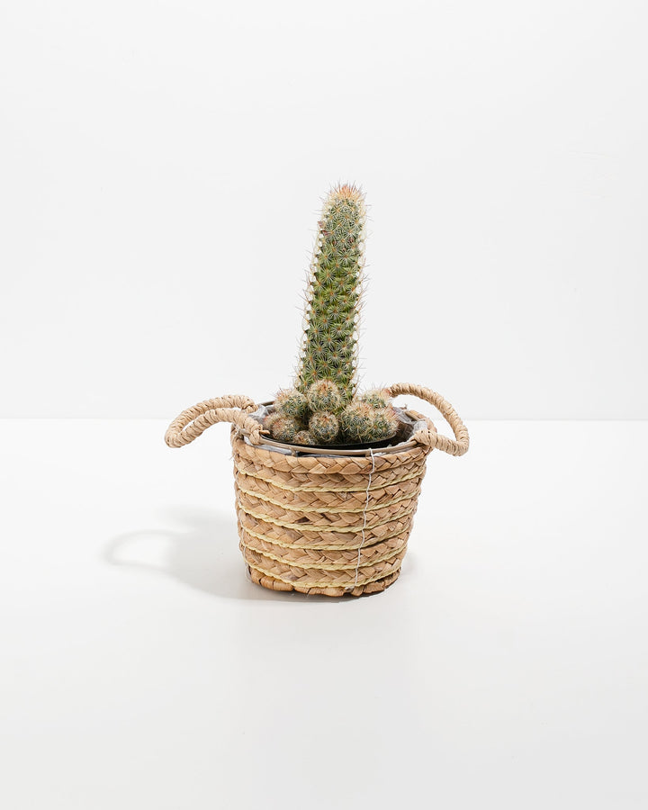 Lady Finger Cactus