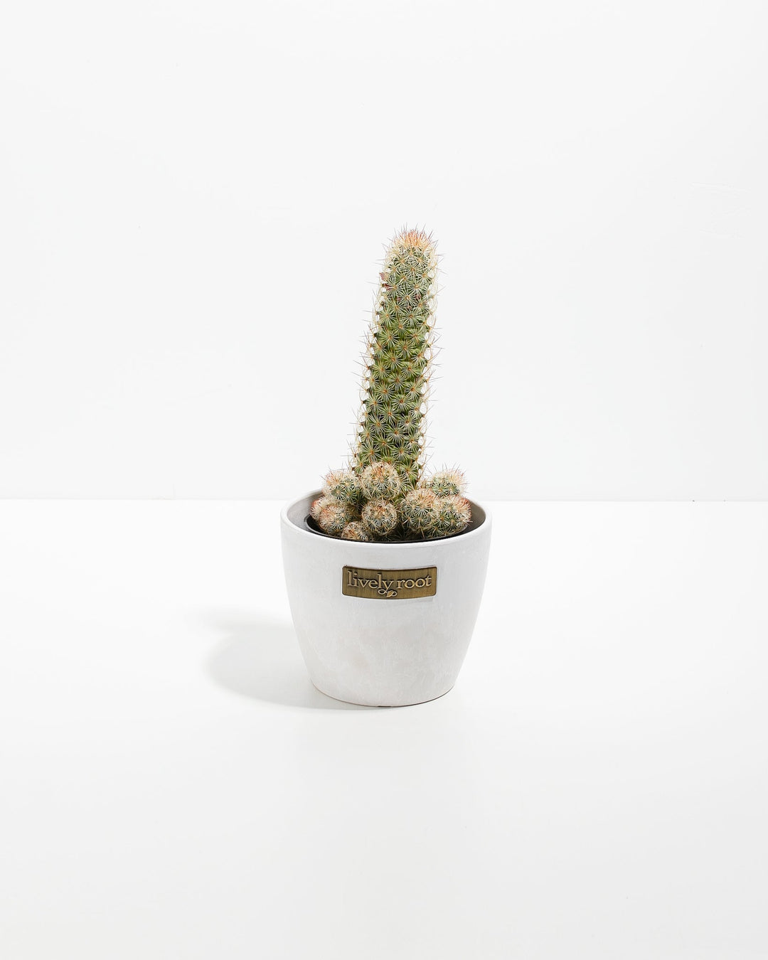 Lady Finger Cactus