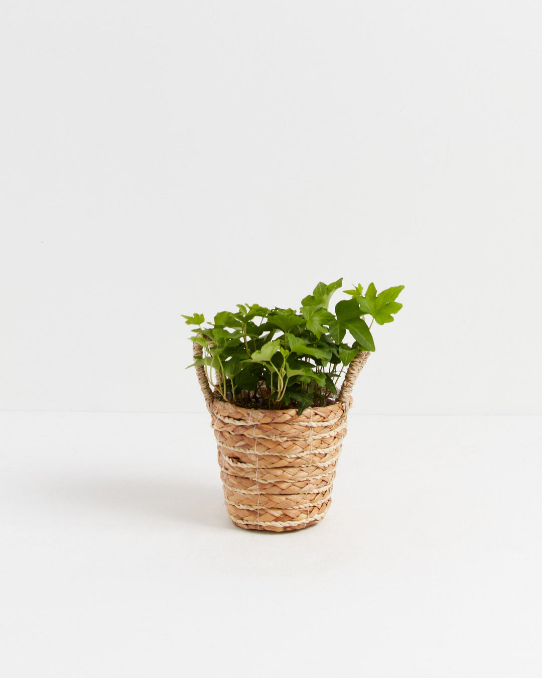 California Ivy