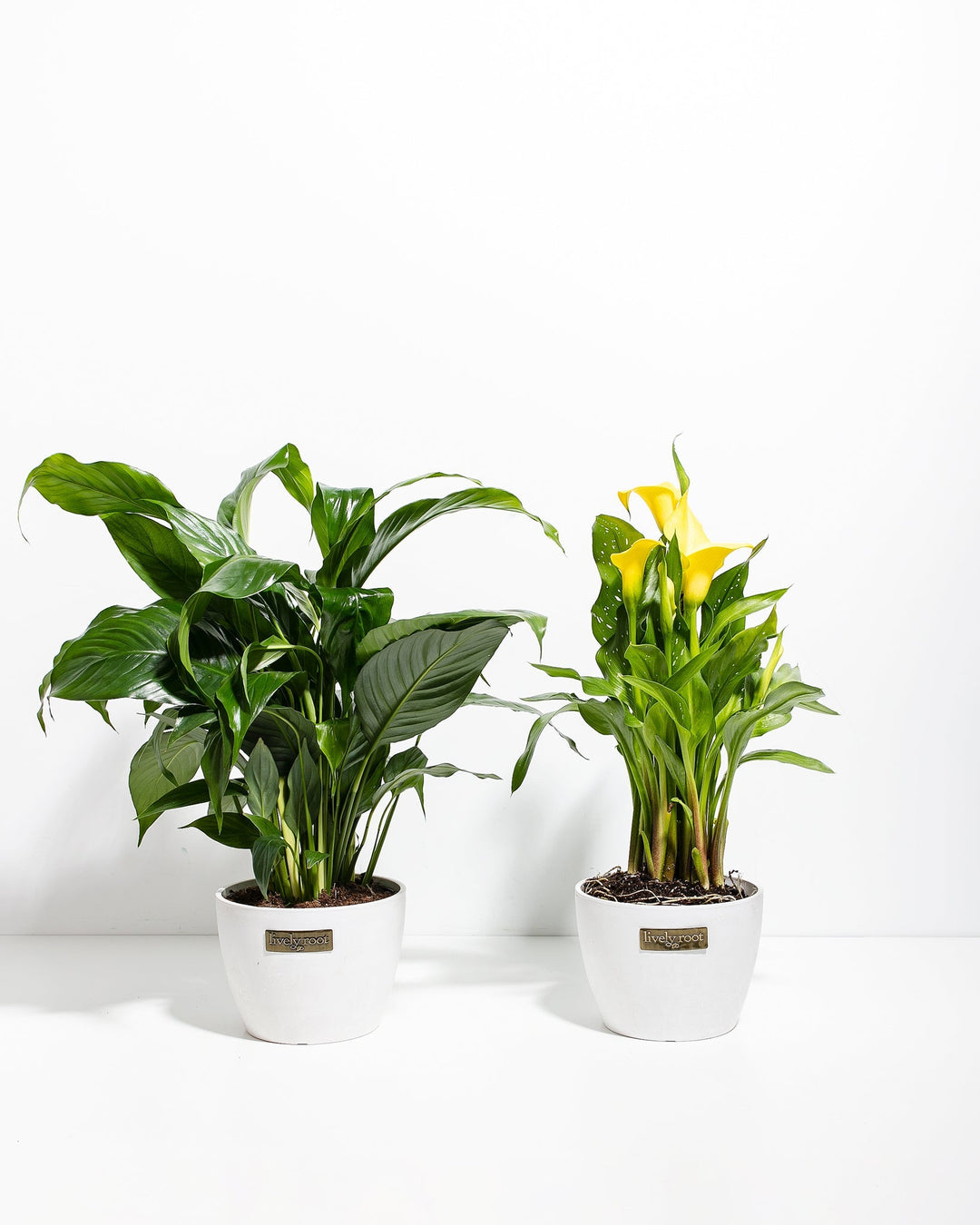 Sympathy Blooms Duo