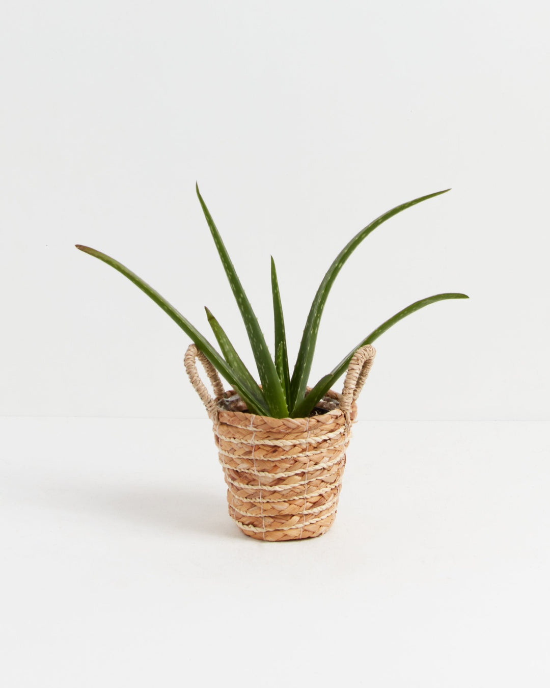 Aloe Vera Plant