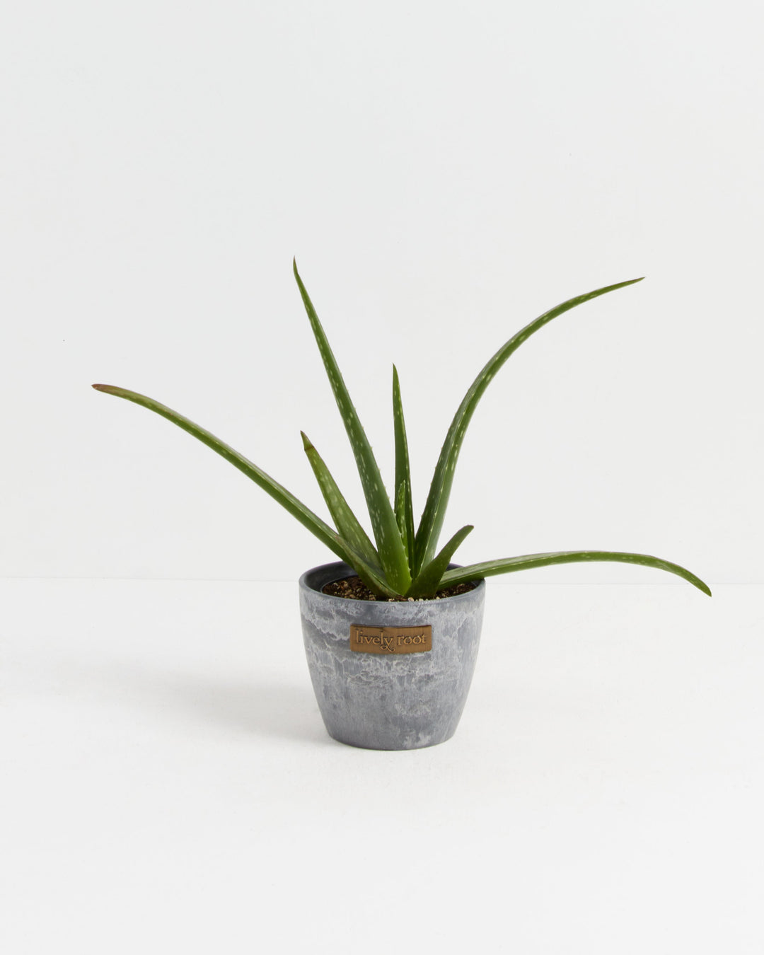 Aloe Vera Plant 4-inch in Lively Root grey stone-texture pot with arching succulent leaves – modern live aloe plant for contemporary home or office decor