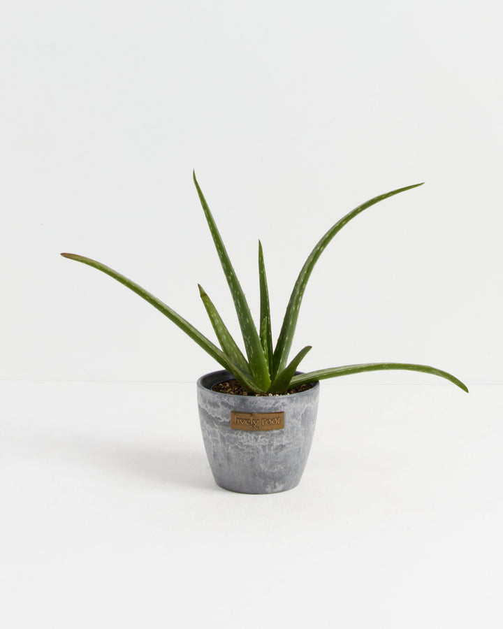 Aloe Vera Plant 4-inch in Lively Root grey stone-texture pot with arching succulent leaves – modern live aloe plant for contemporary home or office decor