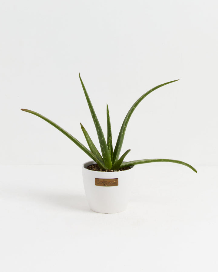Aloe Vera Plant 4-inch in Lively Root white ceramic pot with arching spotted leaves – live medicinal aloe delivered in decorative planter