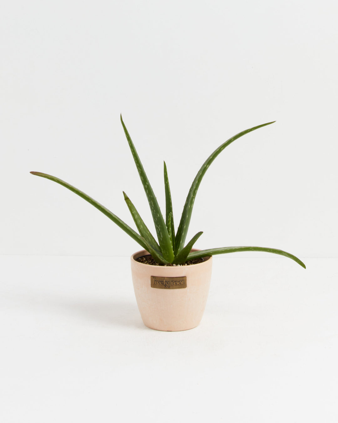 Aloe Vera Plant 4-inch in Lively Root blush pink pot with wide spreading green leaves – live aloe succulent in pastel decorative planter for bright spaces