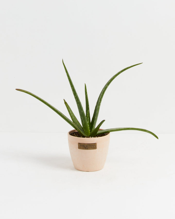 Aloe Vera Plant 4-inch in Lively Root blush pink pot with wide spreading green leaves – live aloe succulent in pastel decorative planter for bright spaces