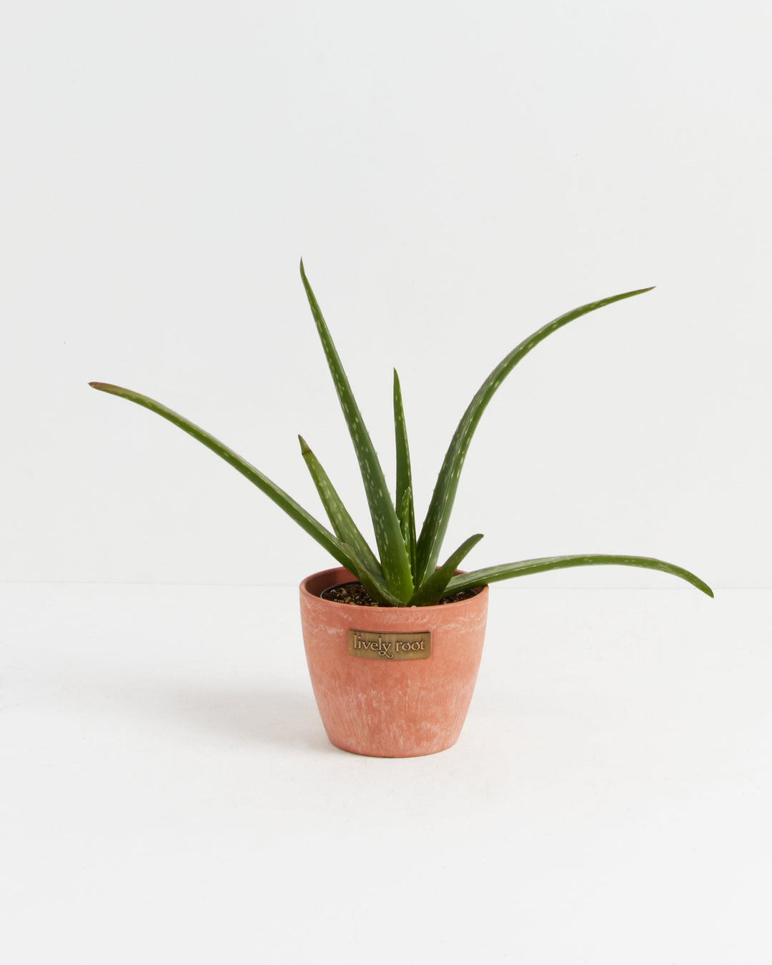 Aloe Vera Plant 4-inch in Lively Root terracotta textured pot with arching green leaves – live aloe vera succulent gift for natural skincare enthusiasts