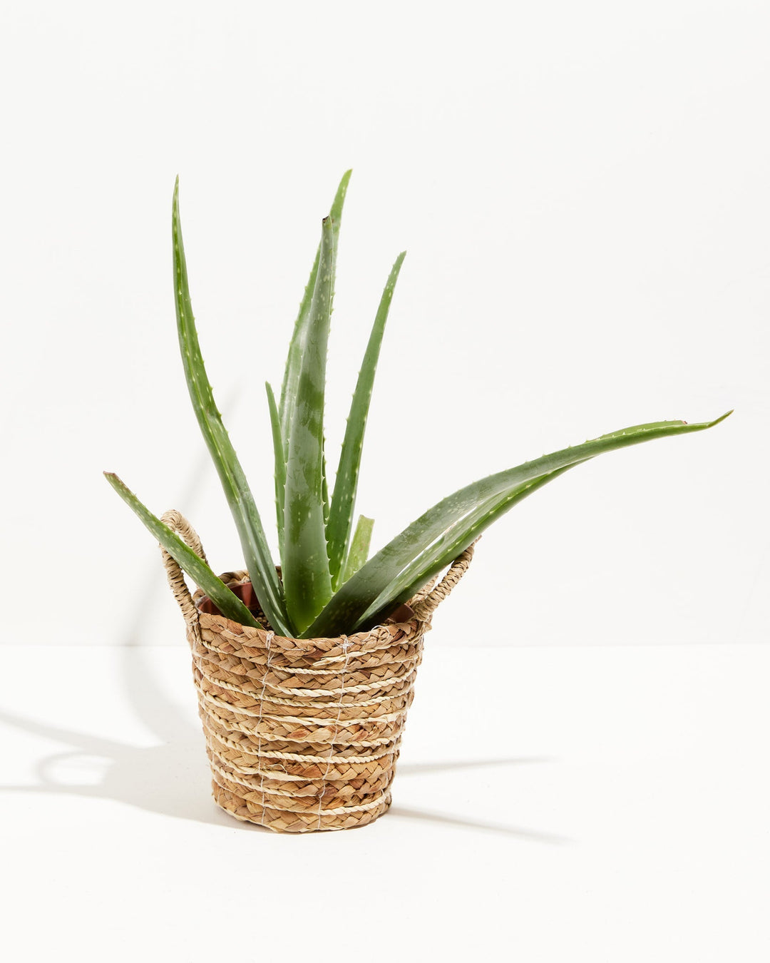 Aloe Vera Plant