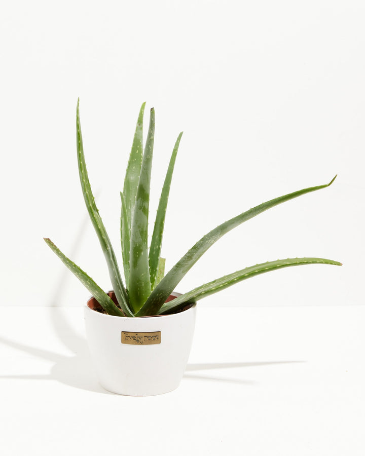 Aloe Vera Plant