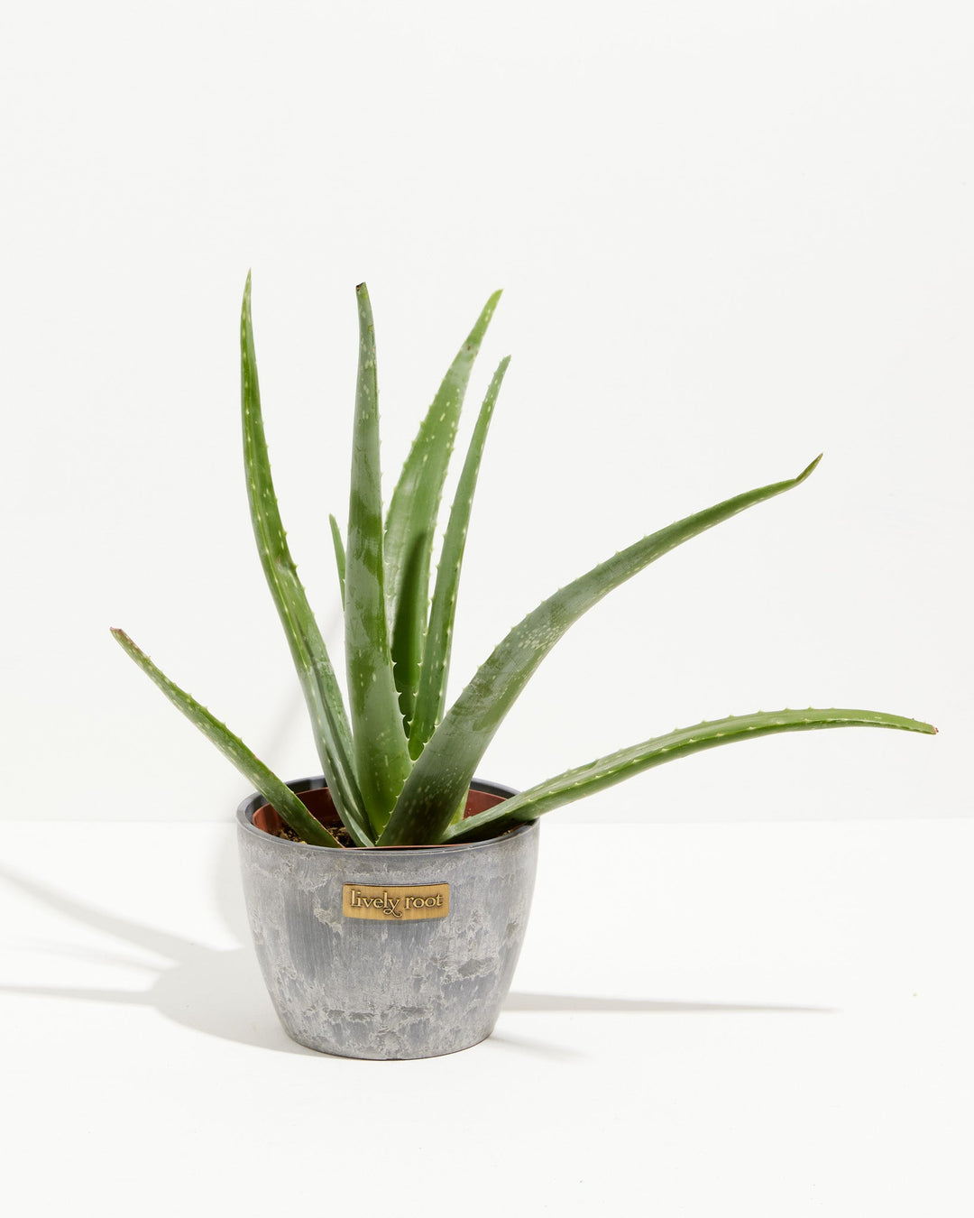Aloe Vera Plant