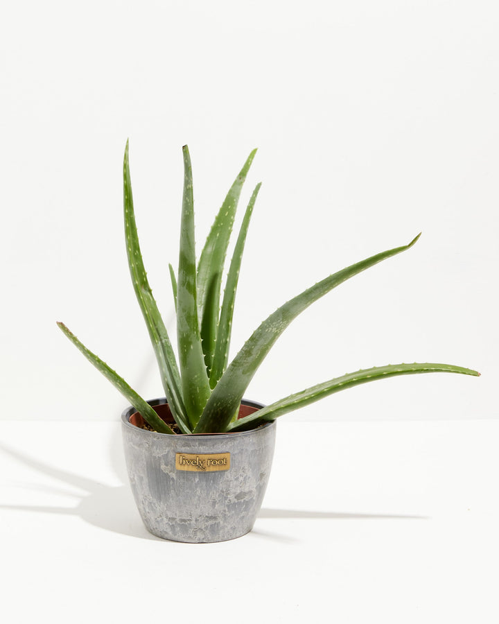 Aloe Vera Plant