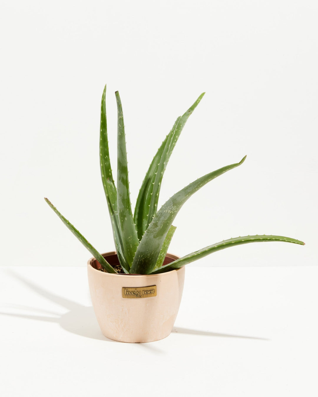 Aloe Vera Plant