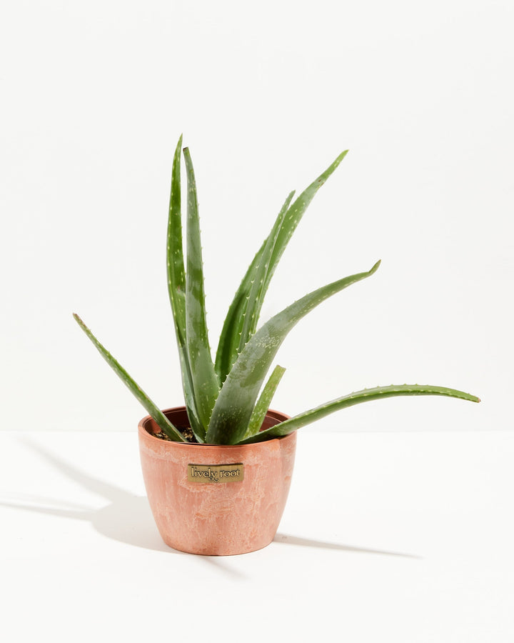 Aloe Vera Plant