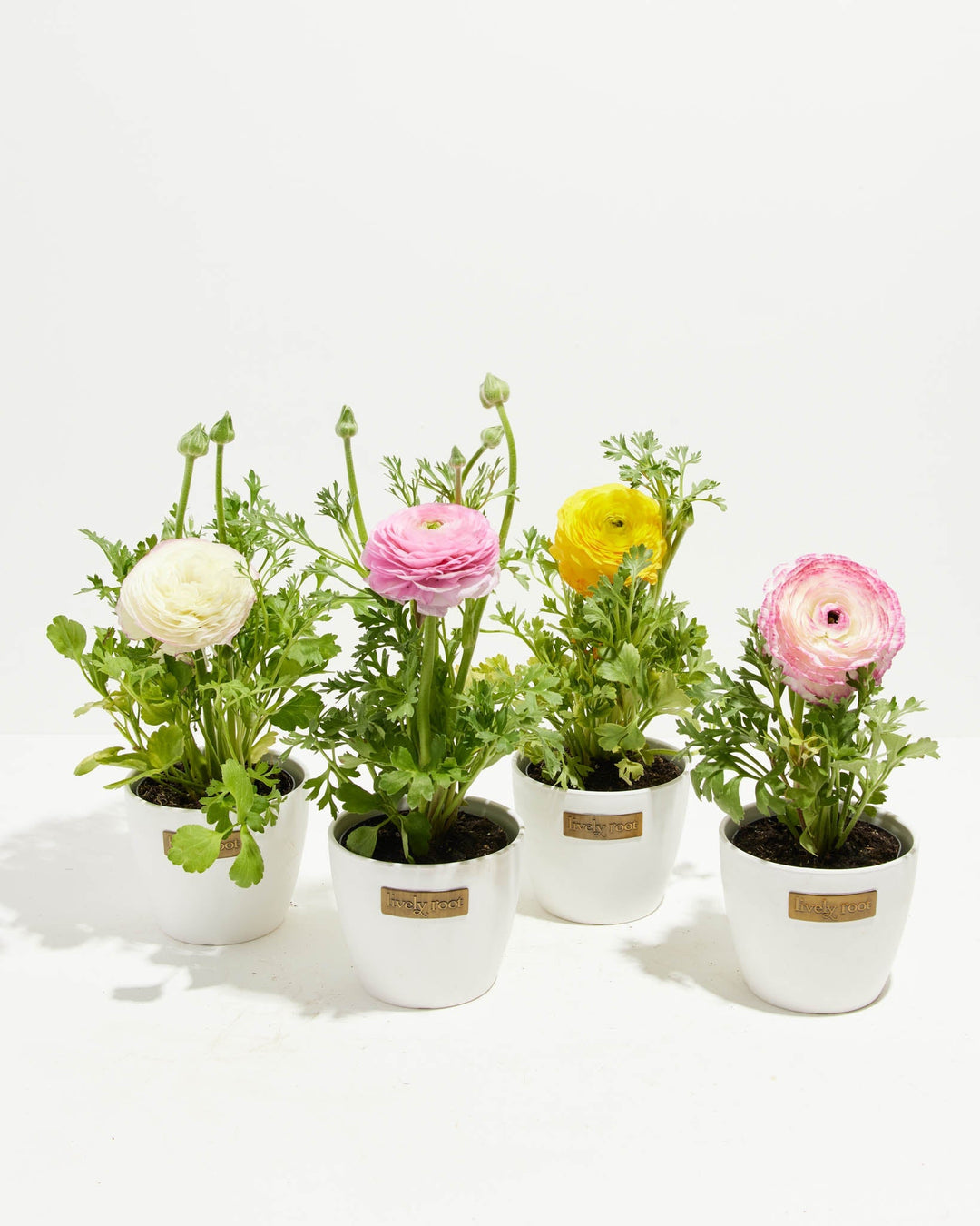 Ranunculus Garden Collection