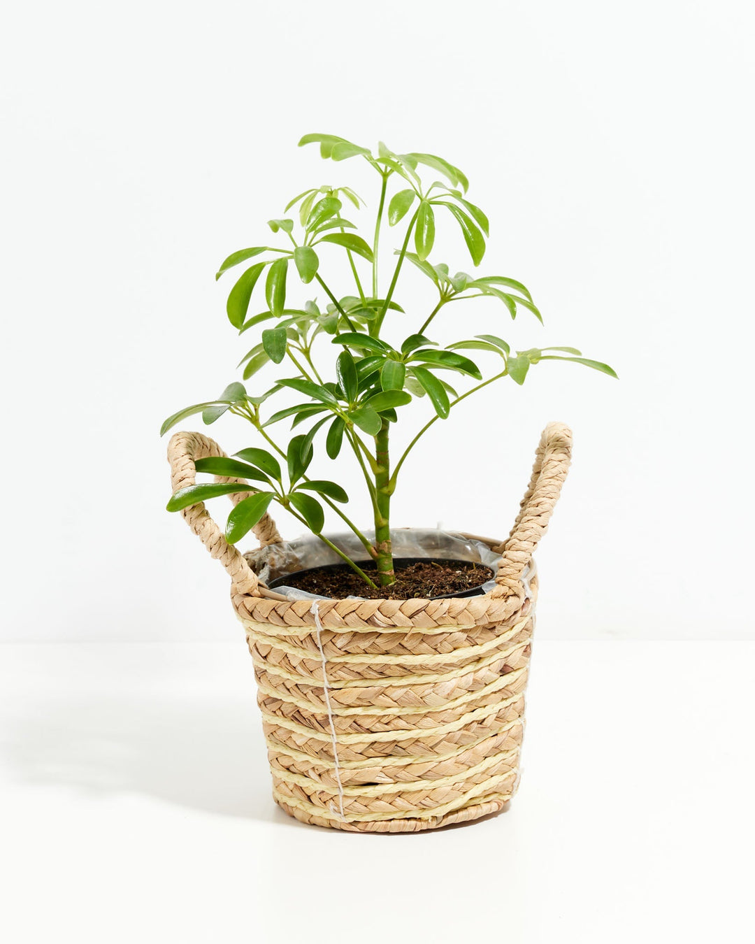 Umbrella Plant (Schefflera Gold Capella)