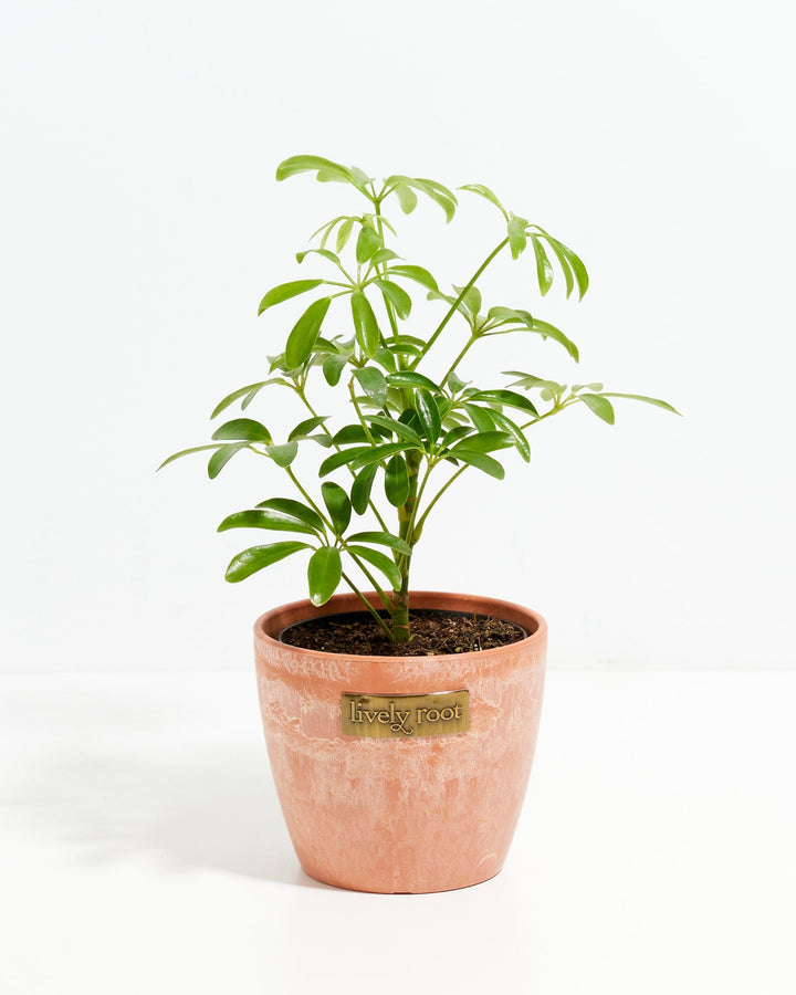 Schefflera Gold Capella umbrella plant in a terracotta marbled Lively Root branded ceramic pot with multiple upright stems and glossy green palmate leaves against a white background