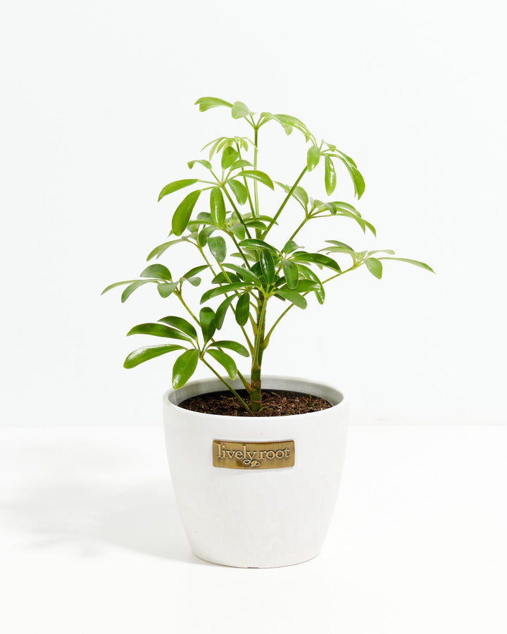 Schefflera Gold Capella umbrella plant in a white Lively Root branded ceramic pot with multiple upright stems and bright green palmate leaves against a white background
