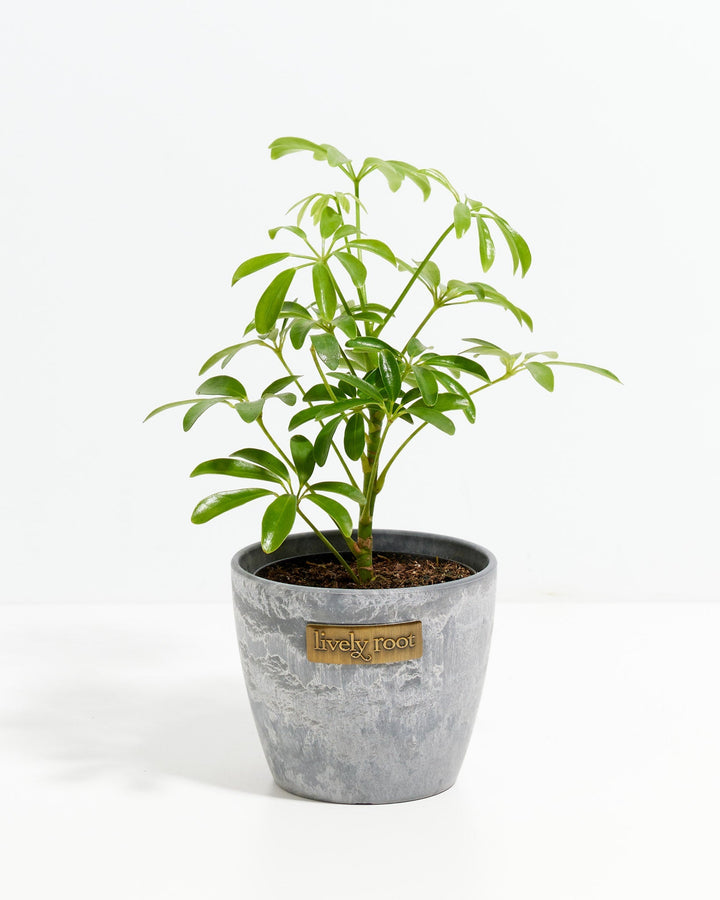 Schefflera Gold Capella umbrella plant in a gray marbled Lively Root branded ceramic pot with upright branching stems and glossy green palmate leaves against a white background