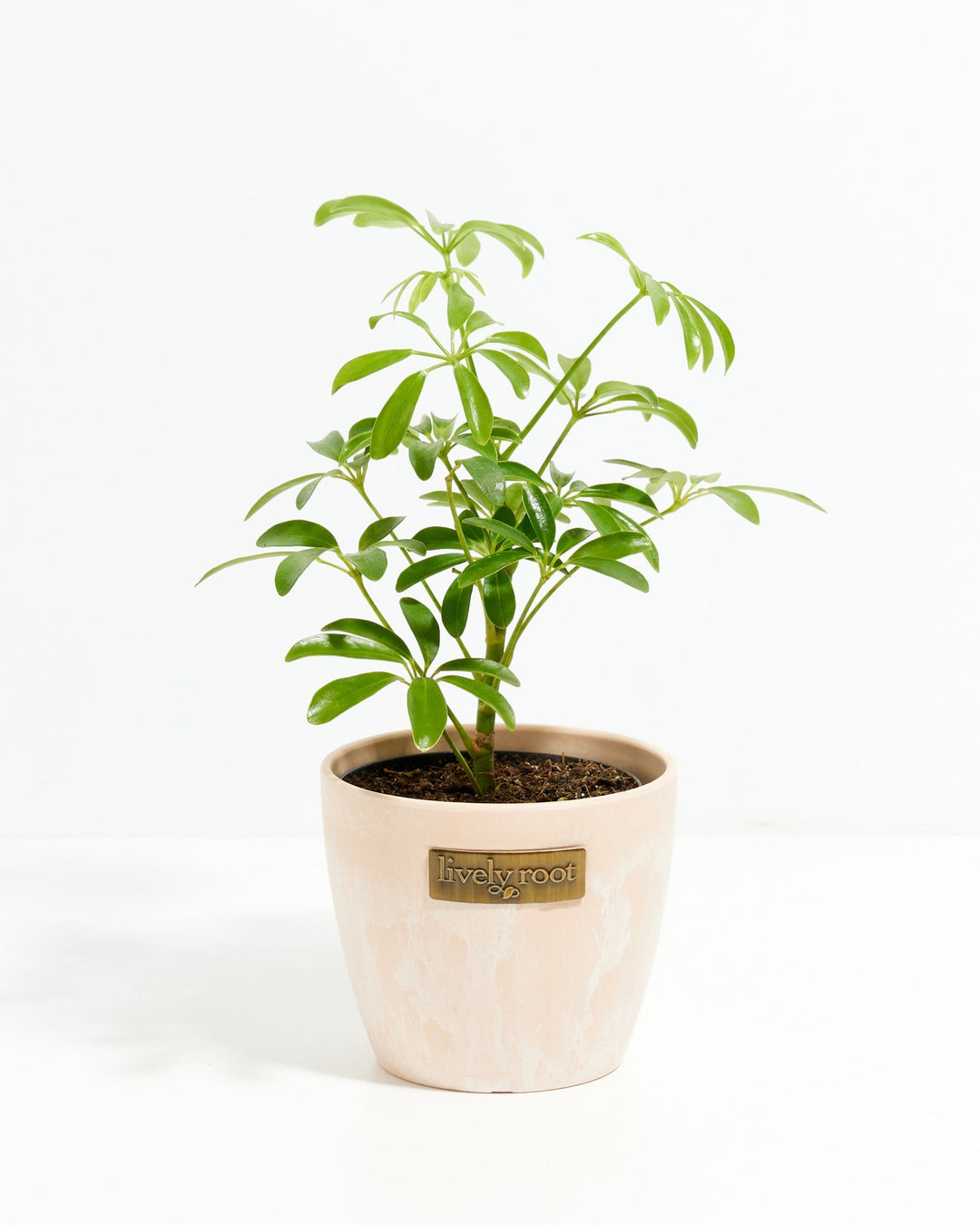 Schefflera Gold Capella umbrella plant in a blush pink marbled Lively Root branded ceramic pot with upright stems and glossy green palmate leaves against a white background
