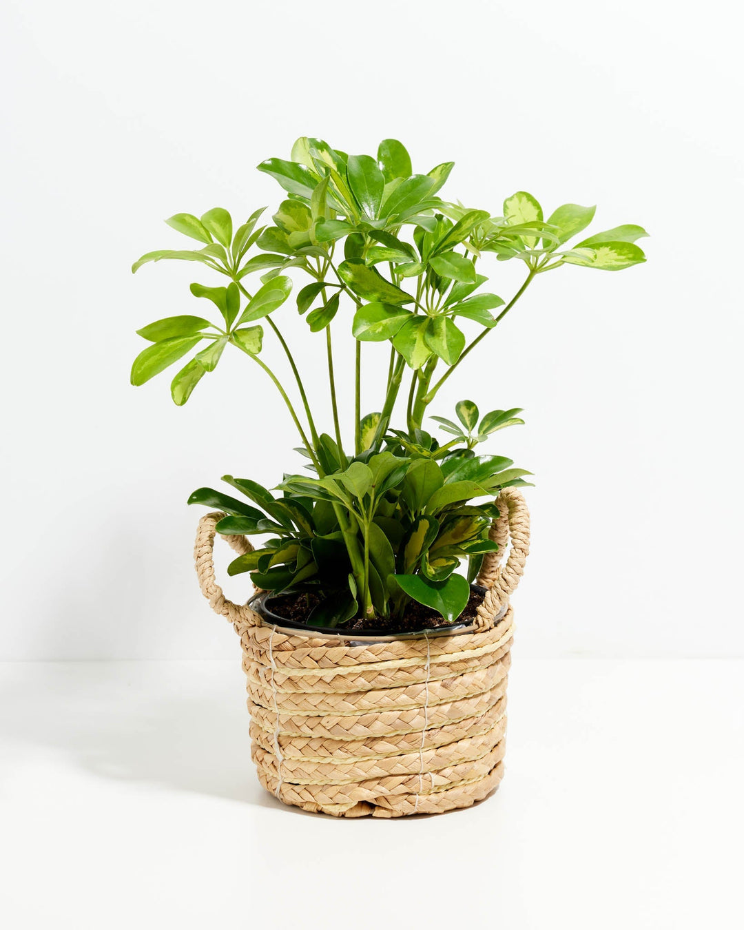 Umbrella Plant (Schefflera Gold Capella)