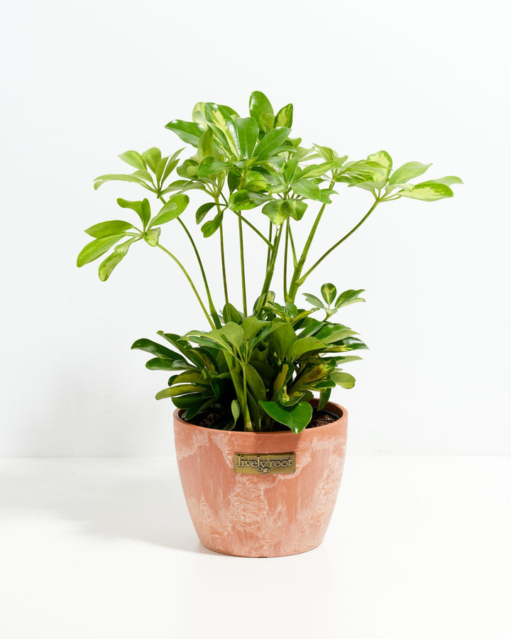 Umbrella Plant (Schefflera Gold Capella)
