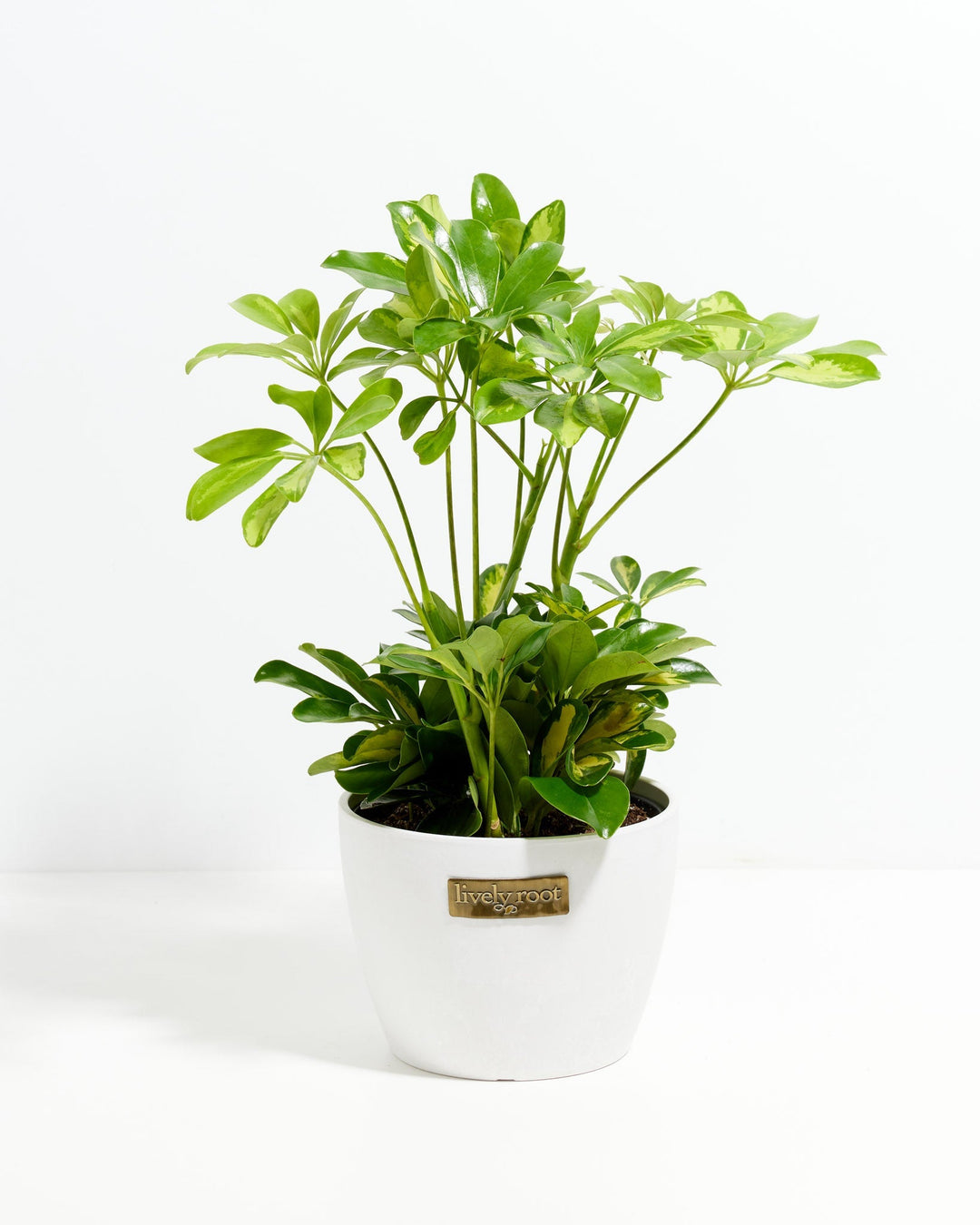 Umbrella Plant (Schefflera Gold Capella)