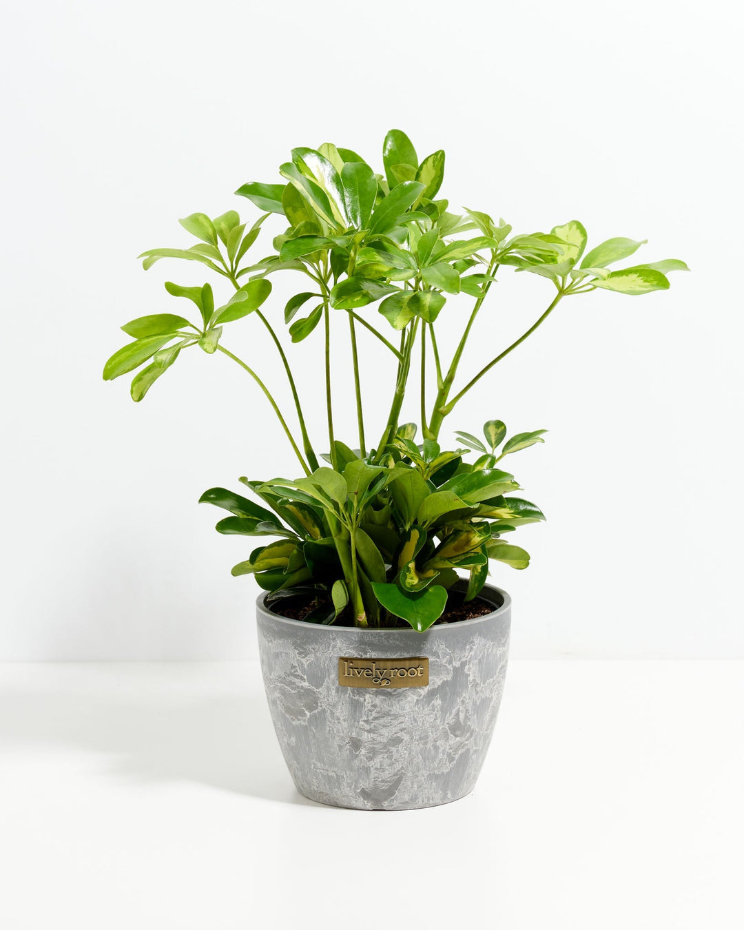 Umbrella Plant (Schefflera Gold Capella)