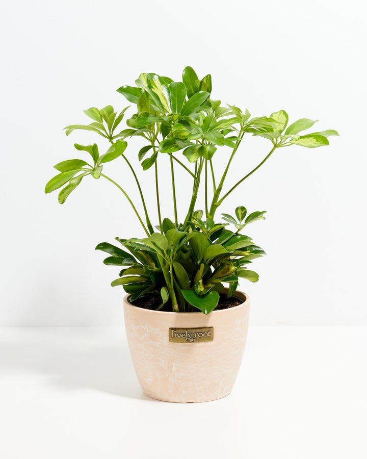 Umbrella Plant (Schefflera Gold Capella)