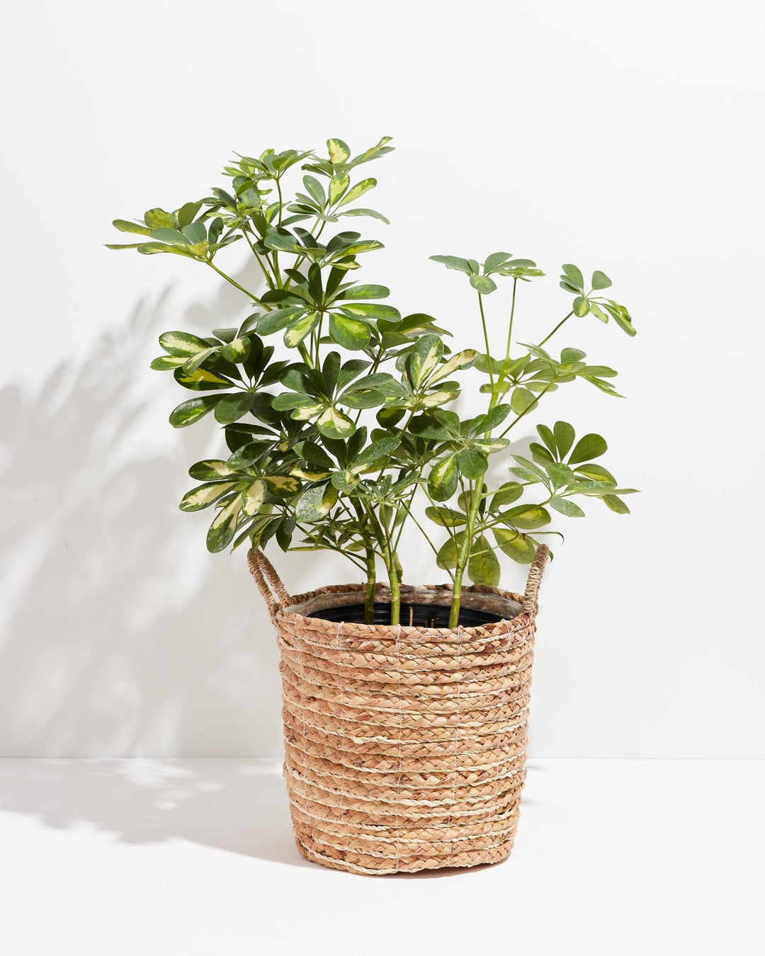 Umbrella Plant (Schefflera Gold Capella)