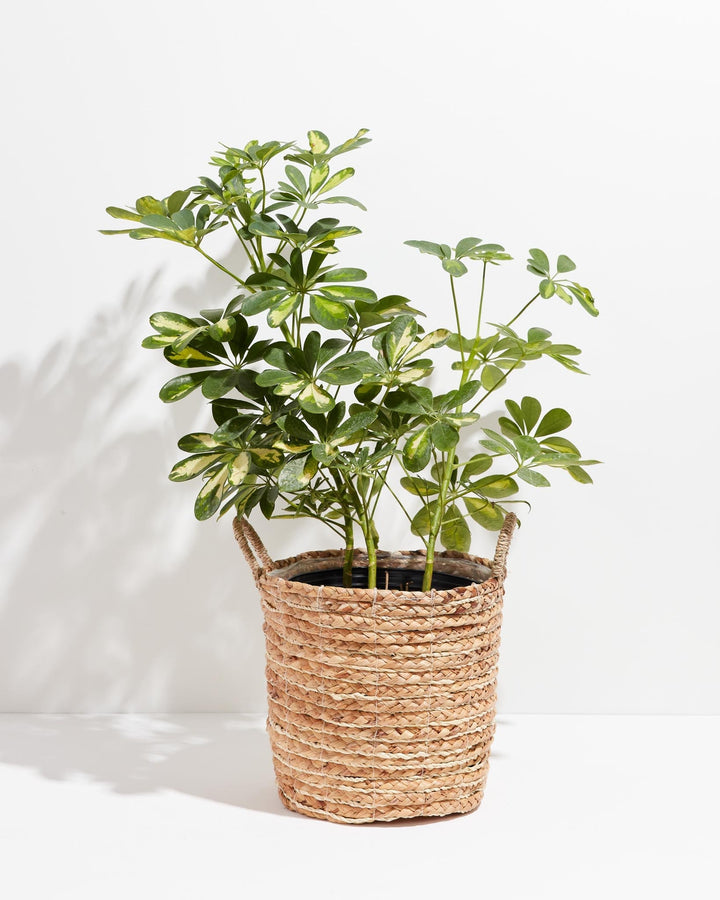 Umbrella Plant (Schefflera Gold Capella)