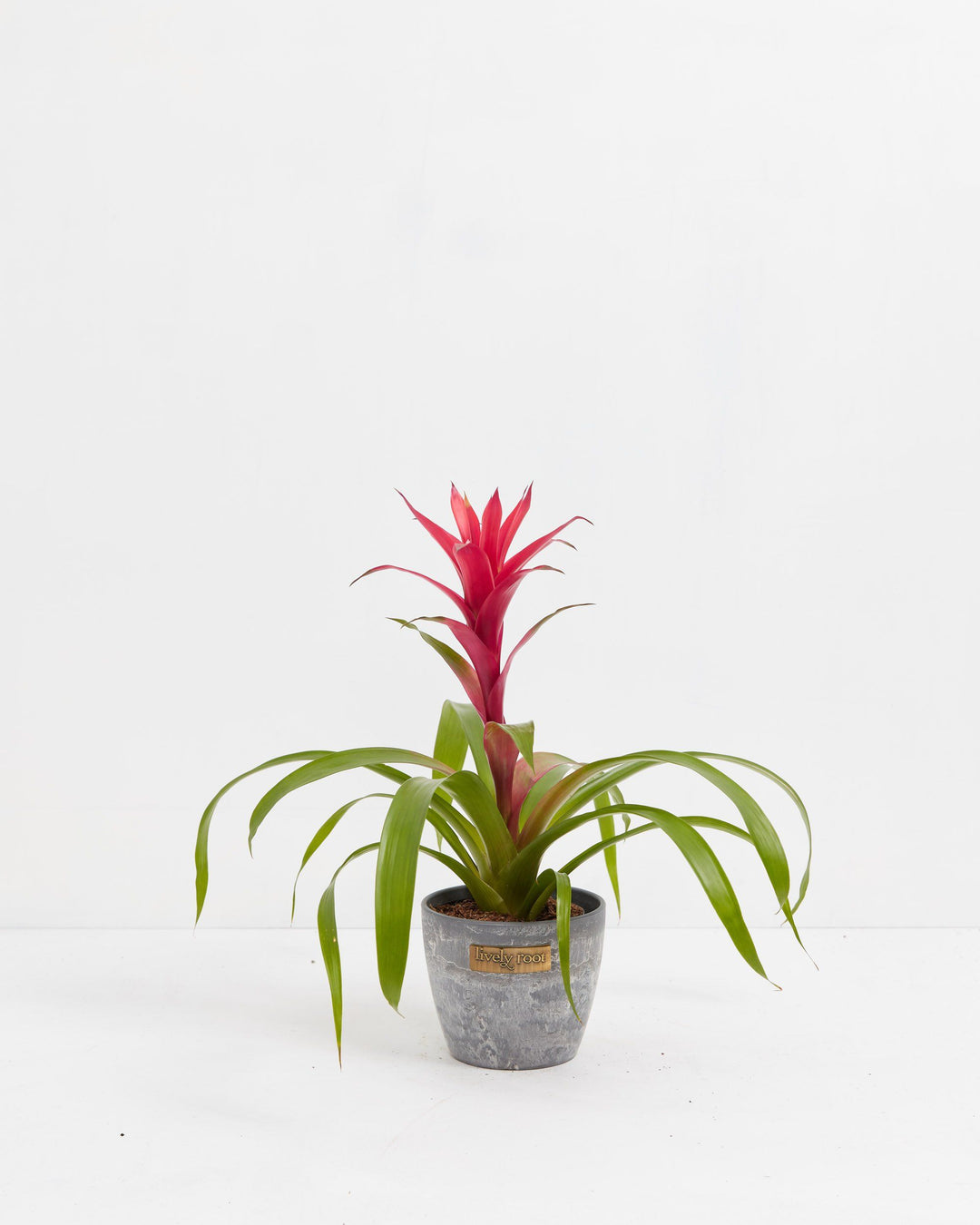 A full view of a Bromeliad Guzmania plant featuring a vibrant pinkish-red flower spike emerging from a rosette of arching green leaves, presented in a gray textured Lively Root decorative planter against a white background.