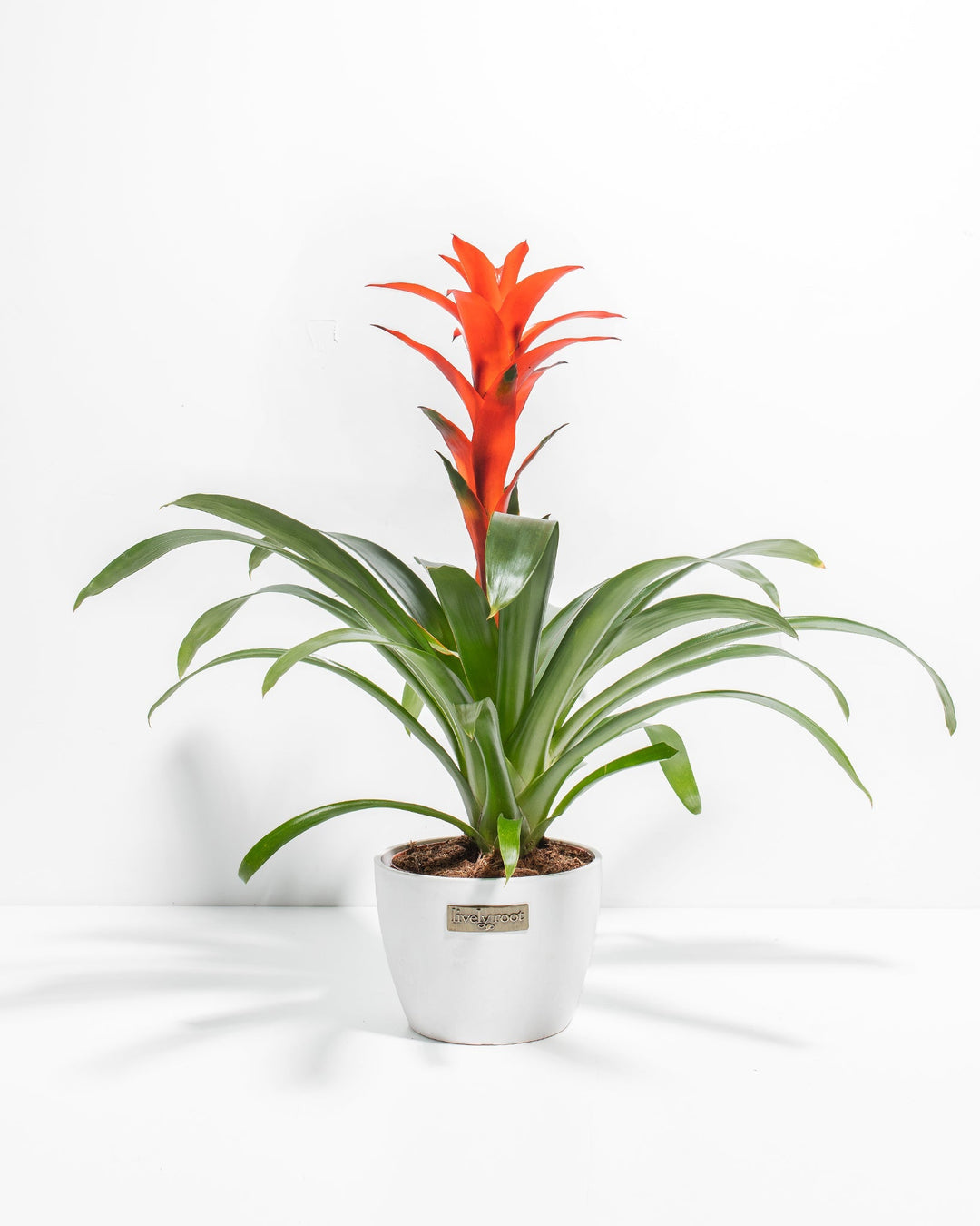 A full view of a Bromeliad Guzmania plant featuring a vibrant orange flower spike emerging from a rosette of arching green leaves, presented in a white decorative Lively Root planter against a white background.