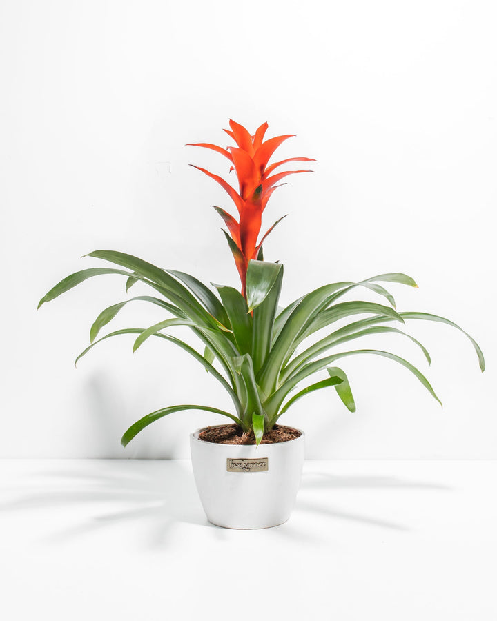 A full view of a Bromeliad Guzmania plant featuring a vibrant orange flower spike emerging from a rosette of arching green leaves, presented in a white decorative Lively Root planter against a white background.