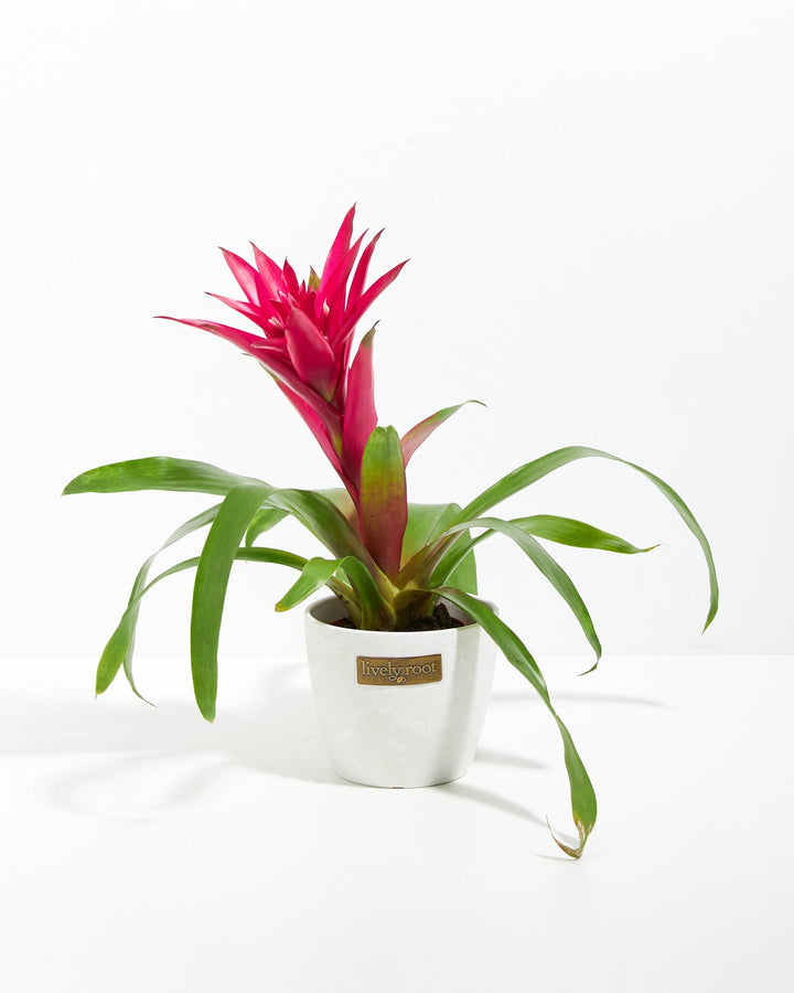 A full view of a Bromeliad Guzmania plant featuring a vibrant pinkish-red flower spike emerging from a rosette of arching green leaves, presented in a white decorative Lively Root planter against a white background.