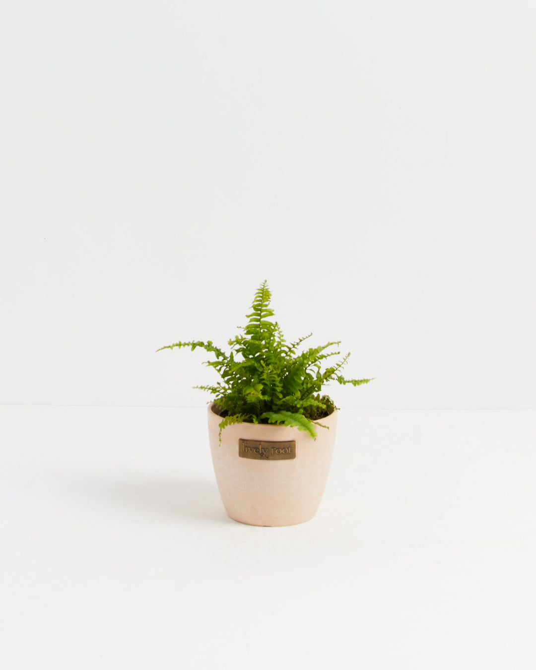 Small Boston Fern houseplant with delicate, bright green fronds starting to spread outwards, potted in a smooth, light beige ceramic planter featuring a small metallic Lively Root brand plaque on the front, centered against a solid white studio background.