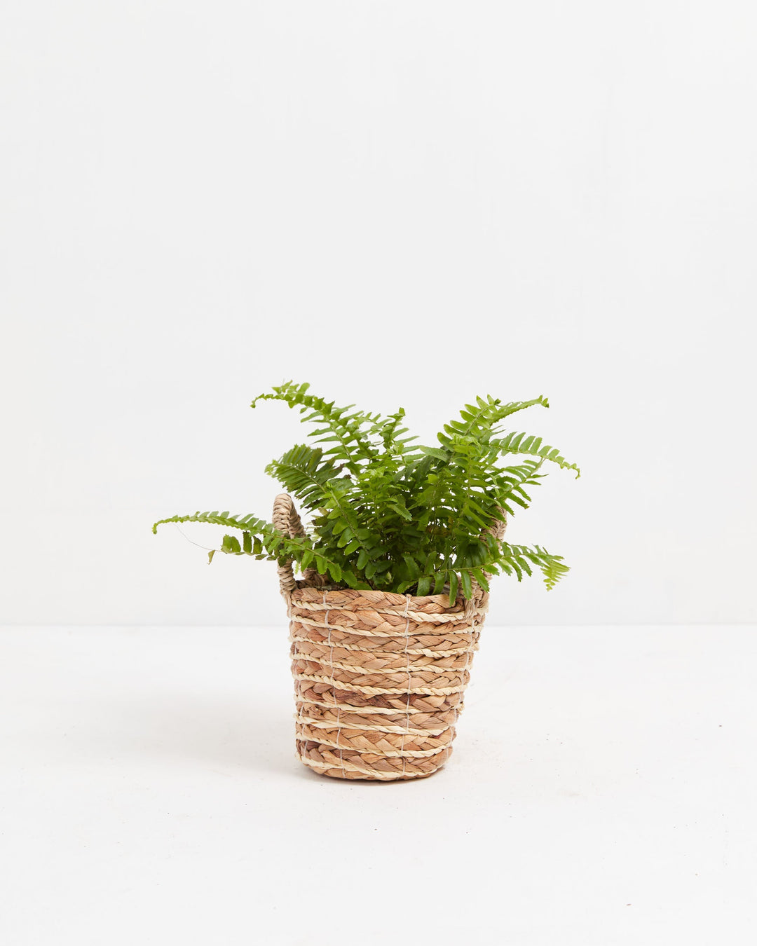 Small Boston Fern houseplant with textured, bright green fronds arching outwards from the center, potted in a woven seagrass basket planter with small handles, set against a solid white studio background.