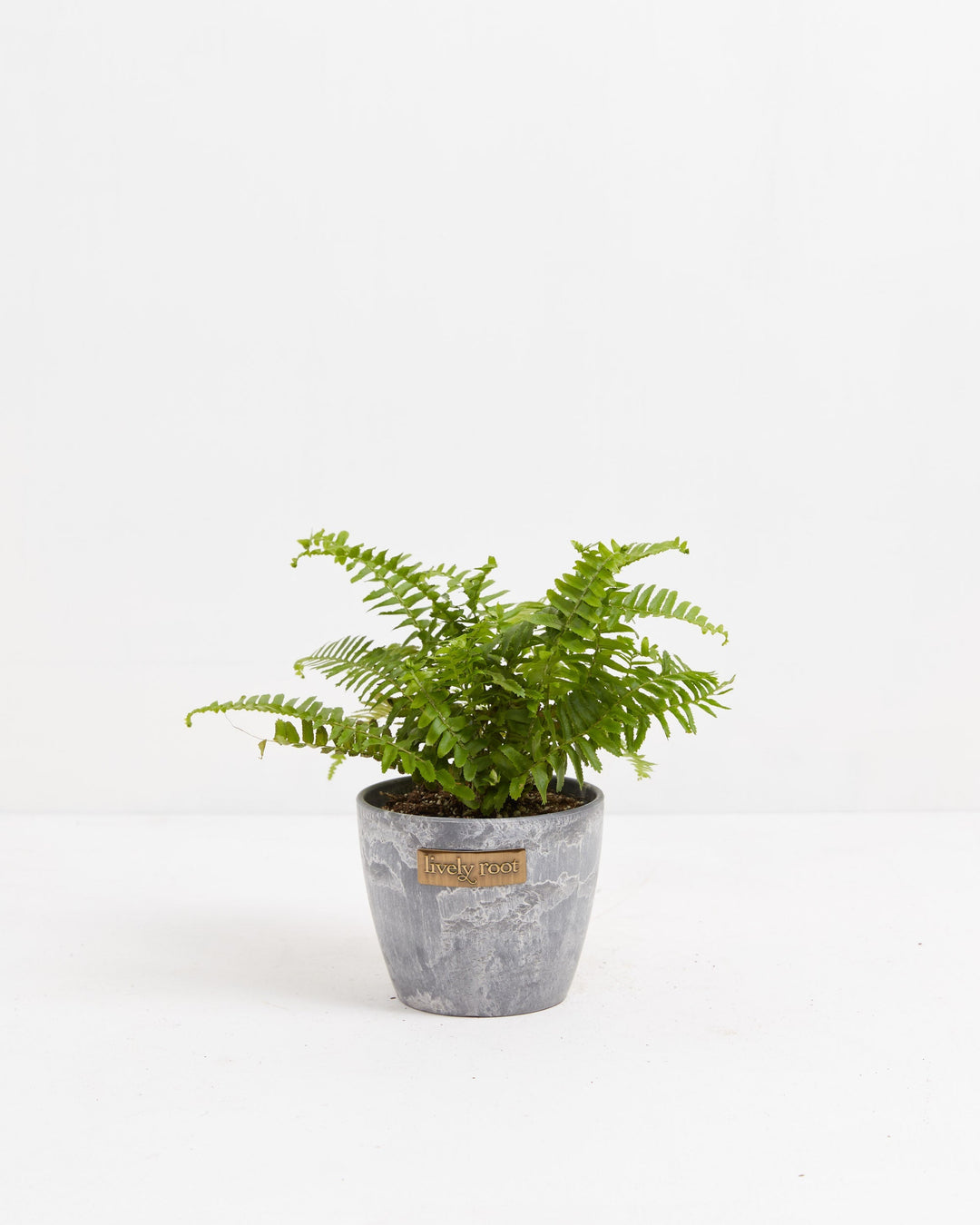 A small Boston Fern houseplant with textured, bright green fronds arching outwards from the center, potted in a textured gray ceramic planter featuring a small metallic "lively root" brand plaque on the front, set against a solid white studio background.