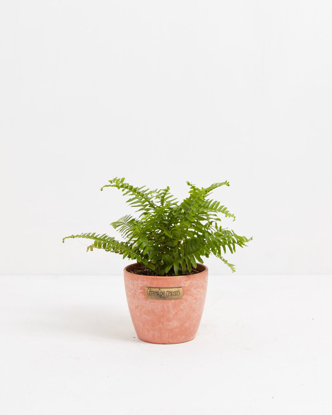 Small Boston Fern houseplant with textured, bright green fronds arching outwards from the center, potted in a textured terracotta-colored ceramic planter featuring a small metallic Lively Root brand plaque on the front, set against a solid white studio background.