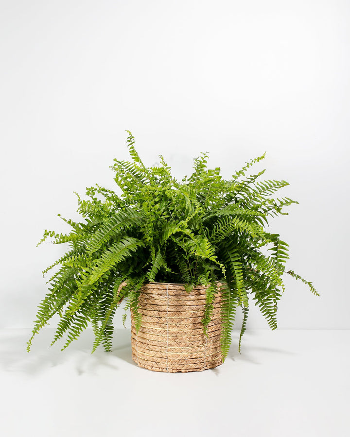 Lush and large Boston Fern houseplant with an abundance of dense, cascading bright green fronds, potted in a woven seagrass basket planter, set against a solid white studio background.
