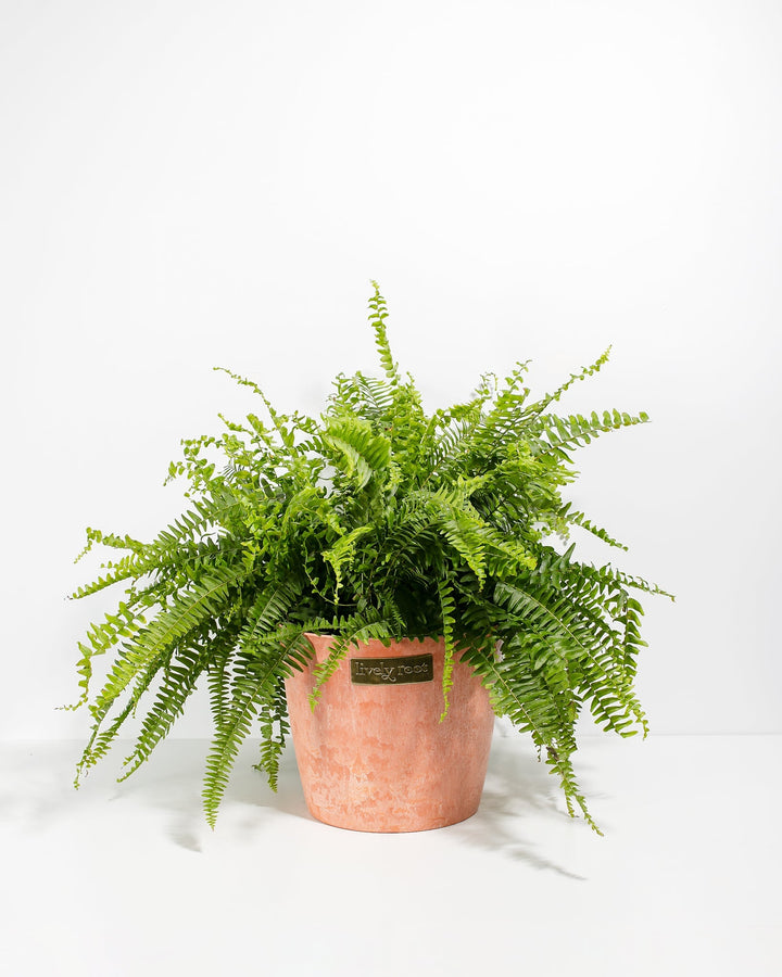 Lush and large Boston Fern houseplant with an abundance of dense, cascading bright green fronds, potted in a textured terracotta-colored ceramic planter featuring a small metallic Lively Root brand plaque on the front, set against a solid white studio background.