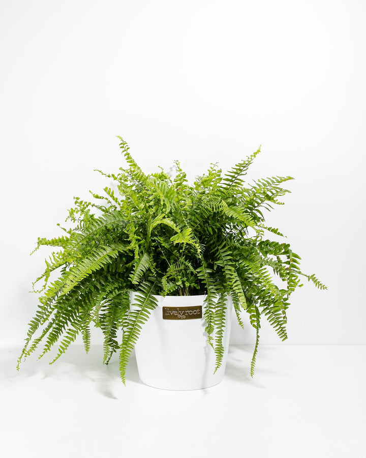Lush and large Boston Fern houseplant with an abundance of dense, cascading bright green fronds, potted in a smooth white ceramic planter featuring a small metallic Lively Root brand plaque on the front, set against a solid white studio background.