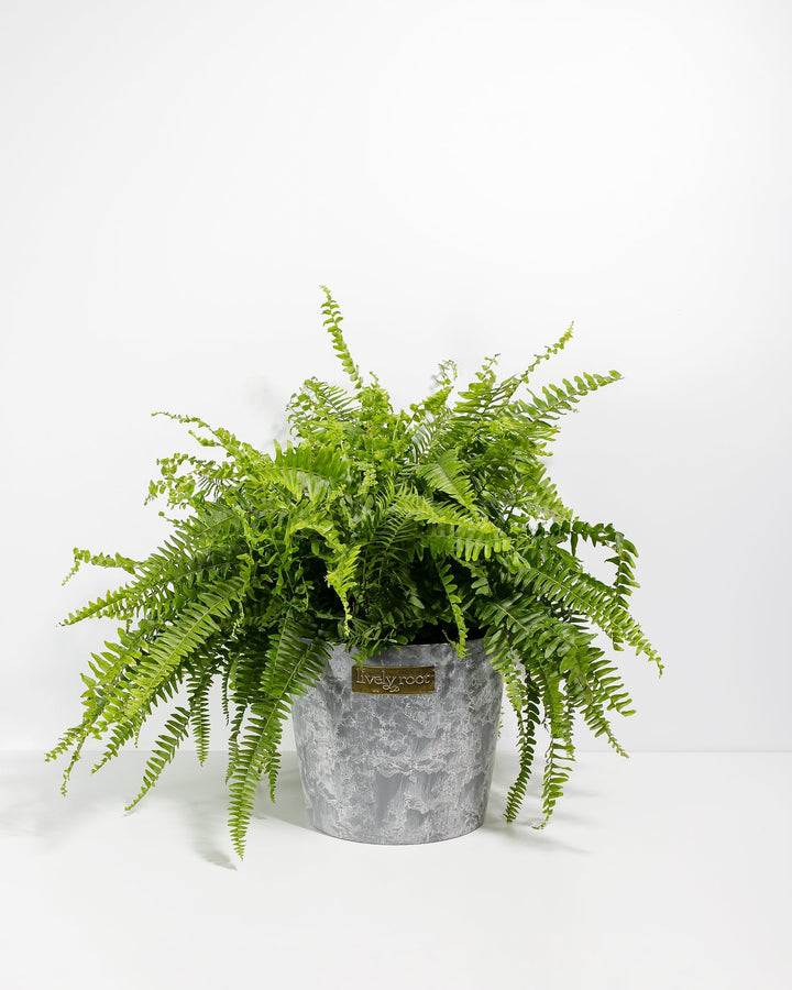 Lush and large Boston Fern houseplant with an abundance of dense, cascading bright green fronds, potted in a textured gray ceramic planter featuring a small metallic Lively Root brand plaque on the front, set against a solid white studio background.