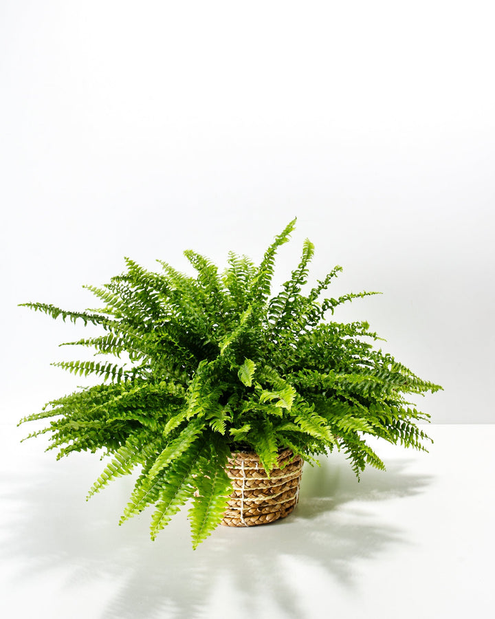 Lush and full Boston Fern houseplant with dense, arching green fronds fanning out from the center, potted in a woven seagrass basket planter, set against a solid white studio background.