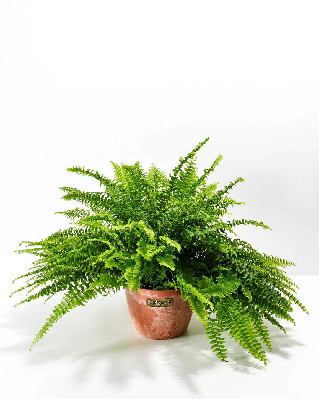 Lush and full Boston Fern houseplant with dense, arching green fronds fanning out from the center, potted in a textured terracotta-colored ceramic planter featuring a small metallic Lively Root brand plaque on the front, set against a solid white studio background.