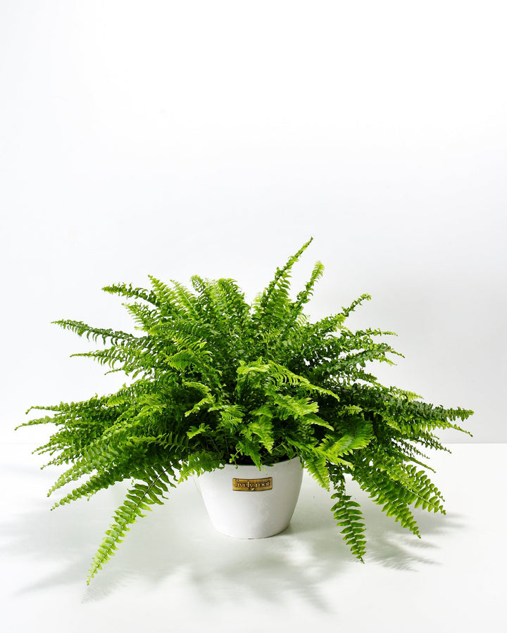 Lush and full Boston Fern houseplant with dense, arching green fronds fanning out from the center, potted in a smooth white ceramic planter featuring a small metallic Lively Root brand plaque on the front, set against a solid white studio background.